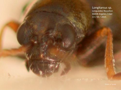 Réf. 255 135 : Longitarsus echii